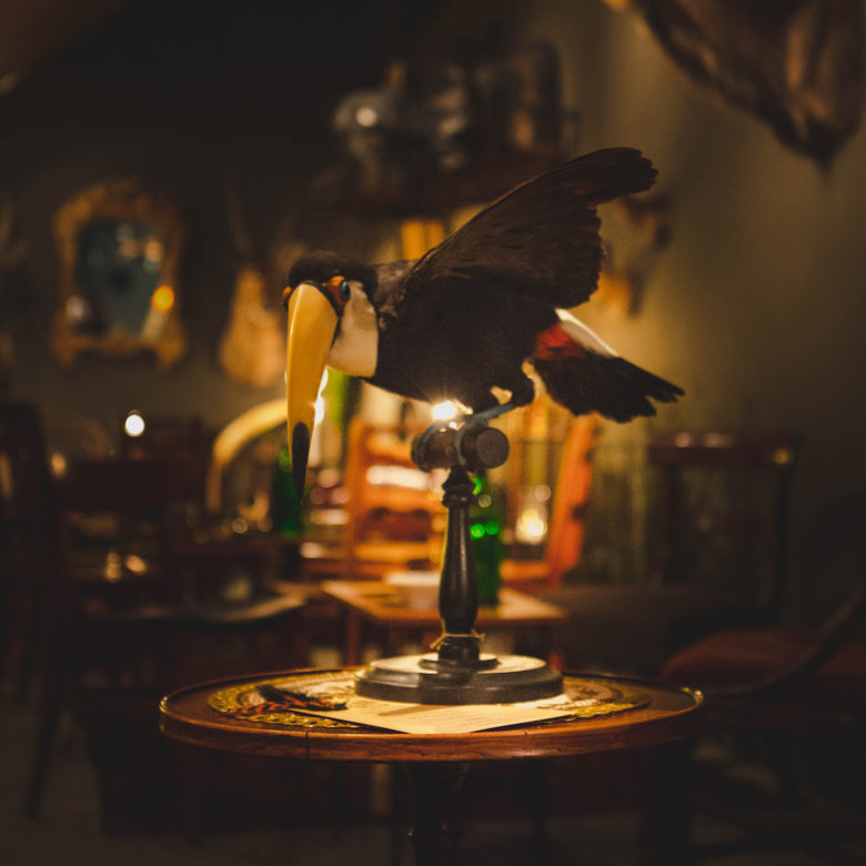 The Last Toucan