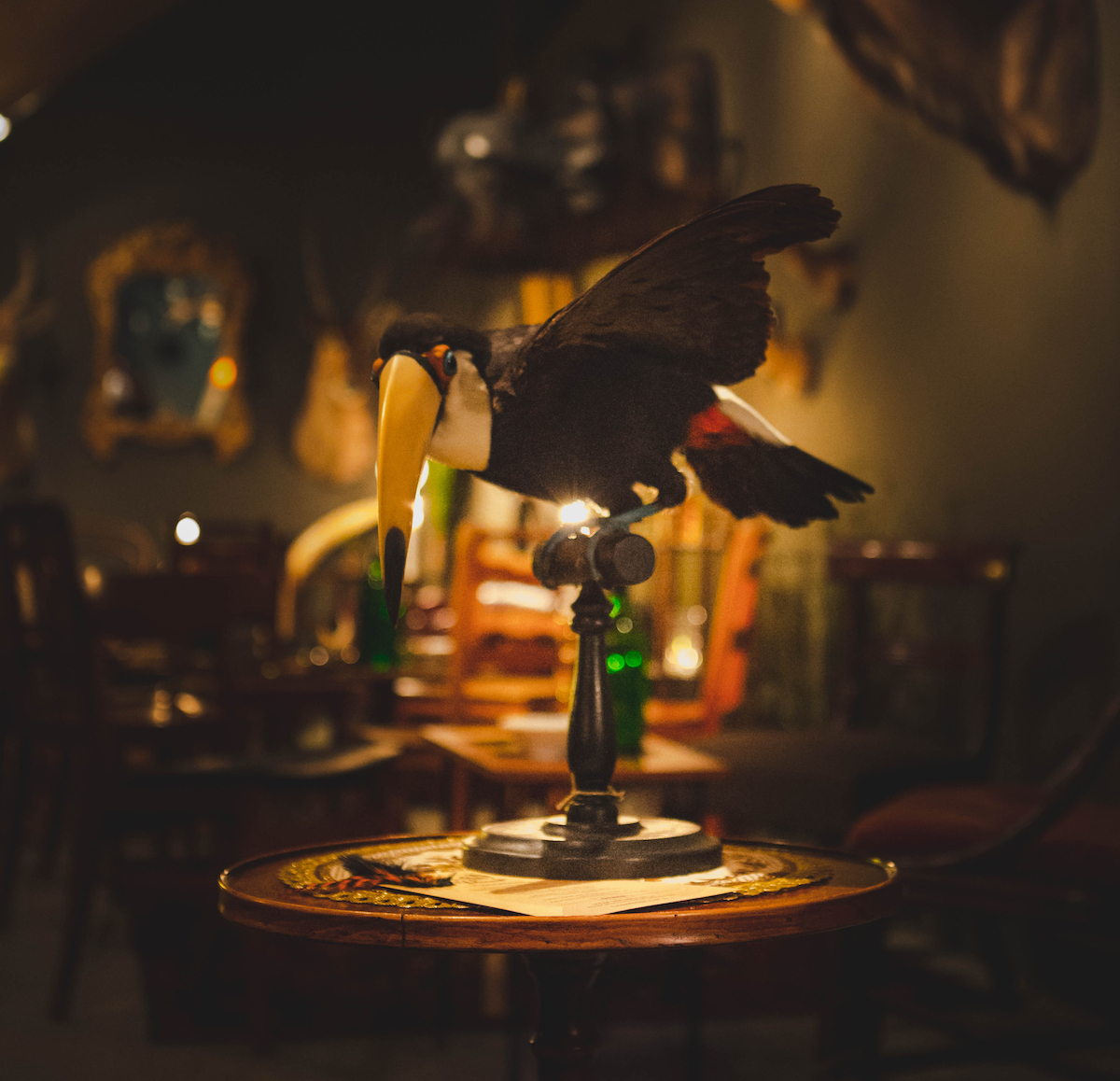 The Last Toucan